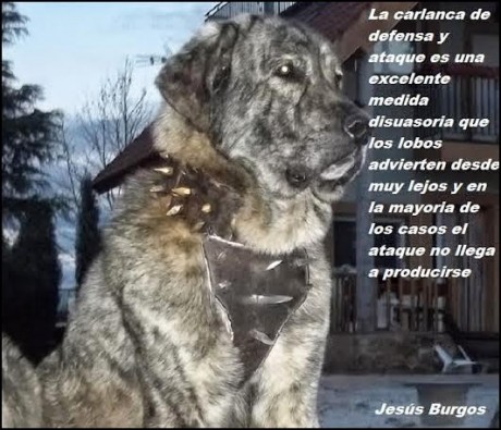Hola.

El lobo es el animal que más me atrae de todos cuantos pueblan la peninsula.

Llevo tiempo leyendo 30