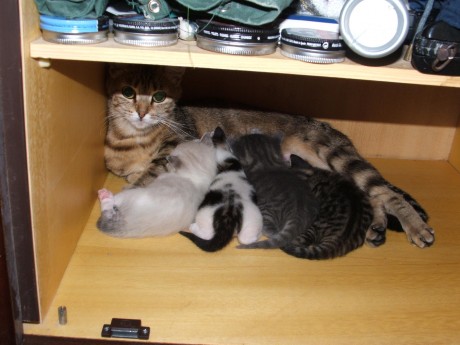 Pues eso, que mi gata ha tenido 4 niños preciosos, y estoy buscandoles hogar, así que si a alguien le 02