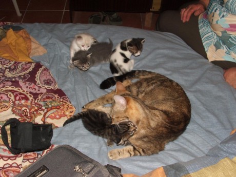 Pues eso, que mi gata ha tenido 4 niños preciosos, y estoy buscandoles hogar, así que si a alguien le 00