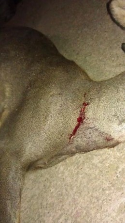 Buenos días. Resumo. Hace como un año compré una Marlin de ese calibre pensando en el chaval que parece 42