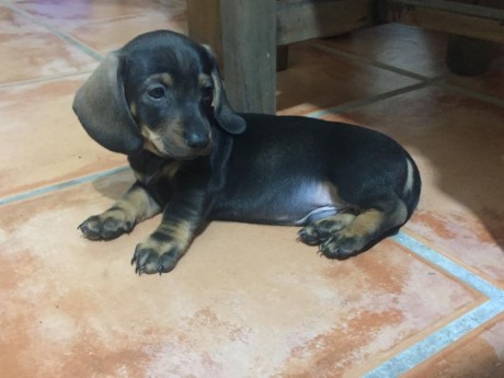 Cachorros de teckel pelo corto. Nacidos el 4 de diciembre. Se entregan vacunados y desparasitados con 01
