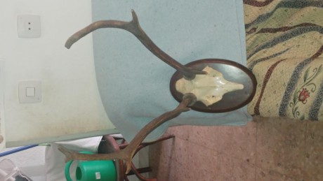 Craneo de venado, no es trofeo, sirve para adornar una sala, salón de casa rural, bar etc...Por 30€ solo 01