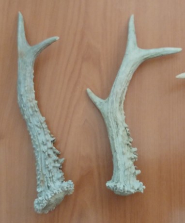 Vendo dos cuernos de desmogue de corzo. Ideal para empuñaduras de navaja. 20€+ gastos de envío si los 00
