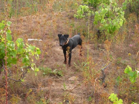 He visto que algún cazador le tiene puesto una campanilla o cascabel a su perro para cazar,  me gustaría 70