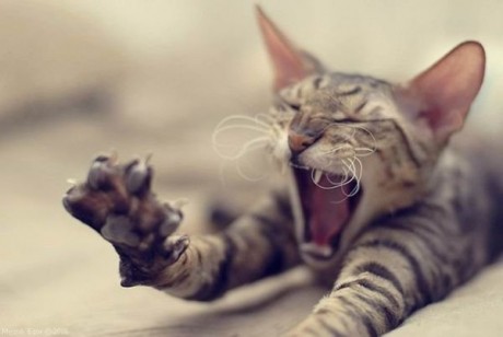 Un amigo me regala un gato,me dice:es majísimo,te lambe,te trae el periódico y las zapatillas,a tu suegra 00
