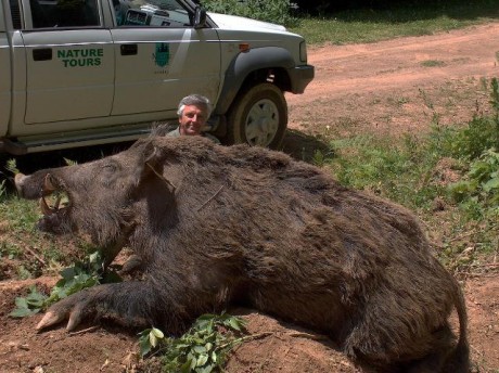Sin comentarios.

Cazado en Louisiana.

Según reza el artículo, peso: 1.800 libras (unos 800 kg).

Imagínate 02
