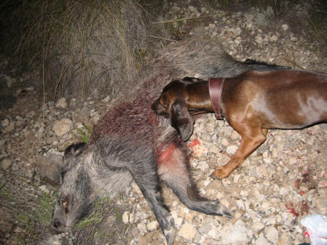 Me a llegado un m66en este calibre y pienso usarlo para batidas y monterias. Que resultado dara? Tengo 110