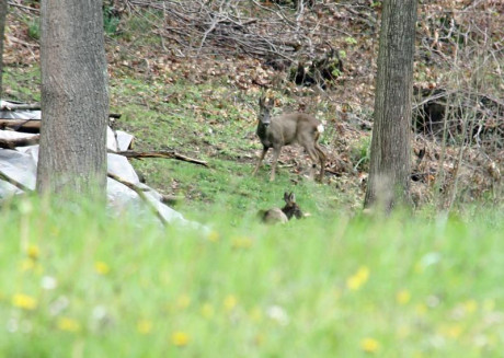 Bueno, el caso es que he decidido prepararme una carabina weirhauch 95 para competir en hunting, para 81
