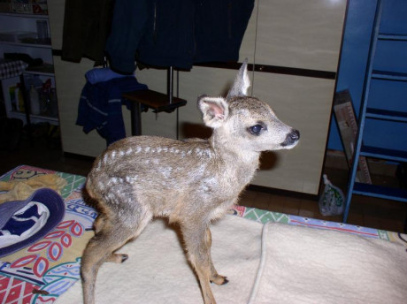 Bueno, el caso es que he decidido prepararme una carabina weirhauch 95 para competir en hunting, para 80