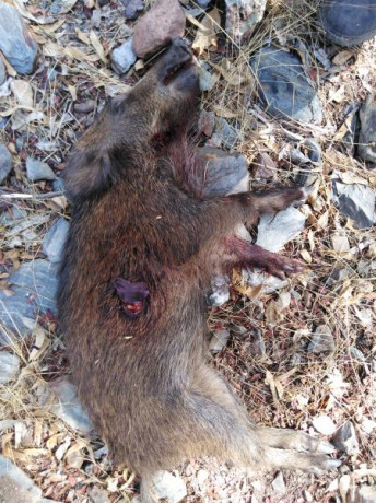 Por liarla un poco. Pongamos que solo podemos tener un rifle para todo y en consecuencia un calibre, Se 170