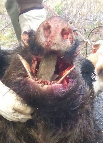 Venga a mojarse...
Cual elegirias como unico rifle,el 8 va sabrado de todo,la unica pega que le veo es 131