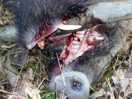 ¿Alguien sabe algo de este foro, a nivel Europeo, sobre la caza?

Un saludo.

 http://yeswehunt.eu/es/pre-home 22