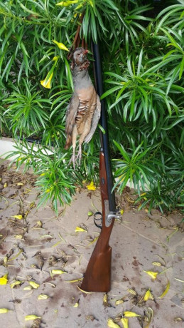  Amigos, viendo que hay interés general en la práctica de la caza con armas de avancarga, abrimos este 40