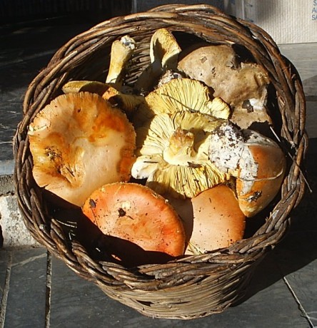 Queridos amigos: ante las expectación :8 causada por el desayuno que me he pegado esta mañana, el cual 70