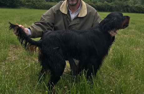 Regalo Setter Gordon.
Macho. Año y medio
La única condición es que vengan a recogerlo y que tenga la certeza 02