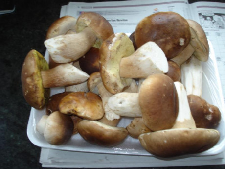 Hoy para comer acelgas hervidas y chuletón de vaca gallega vieja con seis semanas de maduración en cámara 30