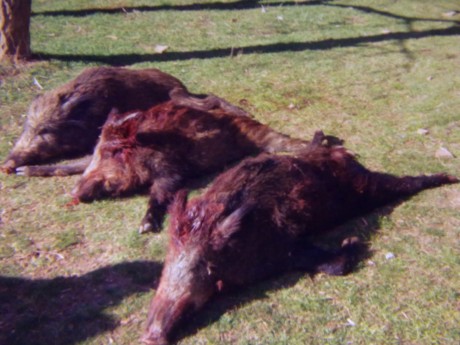   LOS ALMUERZOS DE CAZA MENOR NO CUENTAN  

Los veteranos ya sabéis como funciona esto, pero por si acaso 20