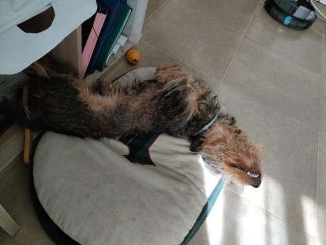 Buenos dias,

como ya sabeis mas de uno hace tiempo que solo tengo un perro, anda ya en los 8 años, cada 20