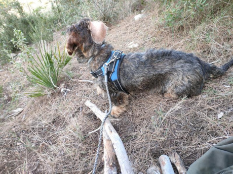 Buenos dias,

como ya sabeis mas de uno hace tiempo que solo tengo un perro, anda ya en los 8 años, cada 42