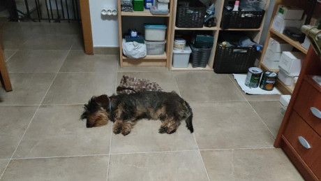 Buenos dias,

como ya sabeis mas de uno hace tiempo que solo tengo un perro, anda ya en los 8 años, cada 40