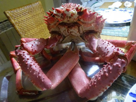 Hoy para comer acelgas hervidas y chuletón de vaca gallega vieja con seis semanas de maduración en cámara 112