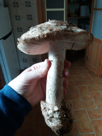 Hoy para comer acelgas hervidas y chuletón de vaca gallega vieja con seis semanas de maduración en cámara 01
