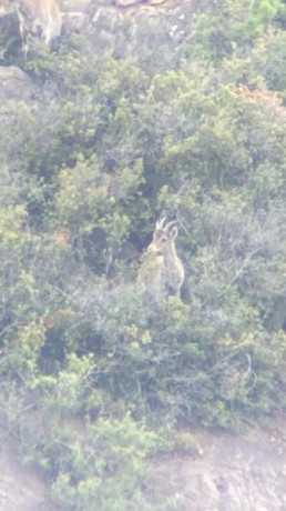 Buenas que tal? 

Estoy buscando telescopio para sobre todo usarlo con los corzos. Para poder ver las 170