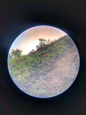 visor Bushnell XLT Trophy 20-60x, en perfecto estado tanto estético como funcional. Observación de aves 20