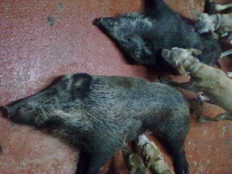   LOS ALMUERZOS DE CAZA MENOR NO CUENTAN  

Los veteranos ya sabéis como funciona esto, pero por si acaso 82
