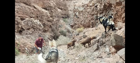 Buenas tardes a tod@s, conozco por experiencia personal la caza con Laikas, pero alguien de aquí ha cazado 11