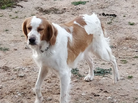 Cedo o cambio perra bretona cruce de setter con tres años, vacunas y cartilla sanitaria todo al día, iniciada 00