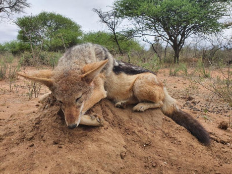 Comienzo este nuevo hilo para todos los que como yo estan bajo en "mono" de volver a Africa, 160