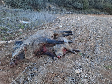 Buenas noches, he podido probar en campo los nuevos proyectiles de caza, "HPF". Hunting Proyectiles 00