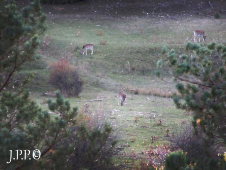  Amigos, viendo que hay interés general en la práctica de la caza con armas de avancarga, abrimos este 21