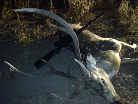 Este es el rifle que utilizo para hacer caza mayor, aca en Argentina son unas 10 las especies habilitadas, 82