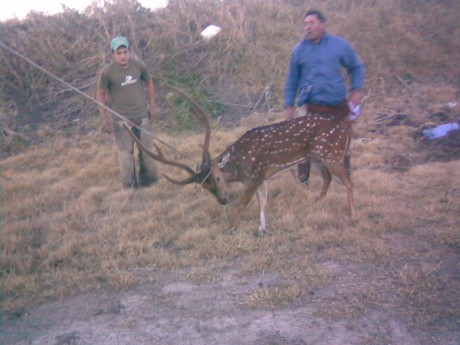 Este es el rifle que utilizo para hacer caza mayor, aca en Argentina son unas 10 las especies habilitadas, 100