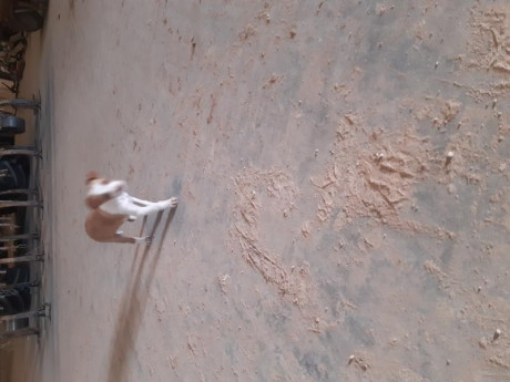 Hola cedo cachorra de casi 2 meses de podenco× breton
Cruce buscado por los buenos resultados 
Era para 01