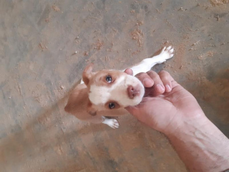 Hola cedo cachorra de casi 2 meses de podenco× breton
Cruce buscado por los buenos resultados 
Era para 00