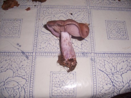 Queridos amigos: ante las expectación :8 causada por el desayuno que me he pegado esta mañana, el cual 121