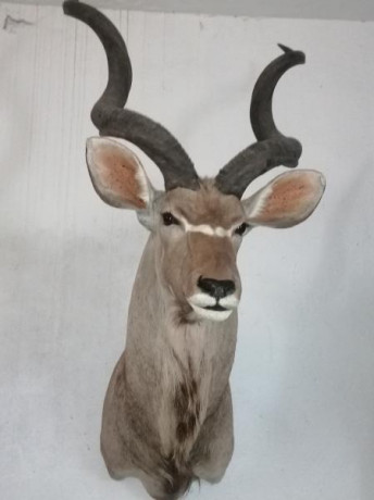 Cambio varios trofeos africanos, kudu, eland, de piel y un impala un bles buck en cráneo, cambio por rifle 01