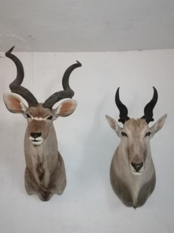 Cambio varios trofeos africanos, kudu, eland, de piel y un impala un bles buck en cráneo, cambio por rifle 00