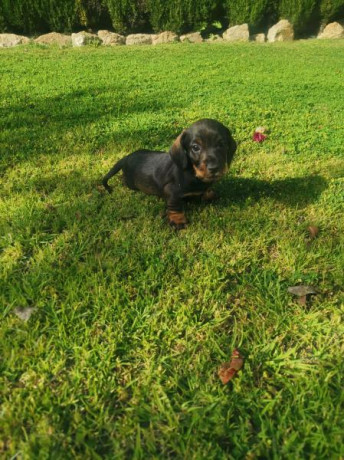 Cachorros de teckel Kaninchen pelo duro , 3 meses , vacunados , Excelente carácter y temperamento. Me 01