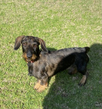 Hembra 14 meses teckel-kaninchen-pelo-duro-color-jabali, hermana hermana de ese macho de la misma camada 01