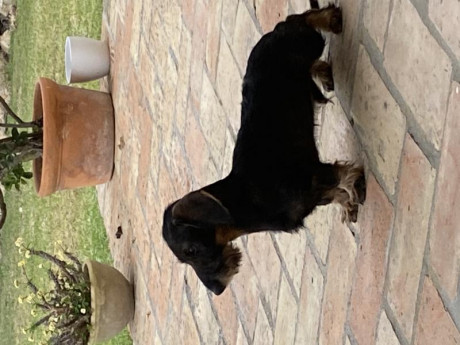 Cachorro macho teckel Kaninchen pelo duro . Excelente carácter y temperamento. Me interesaría cambio de 00