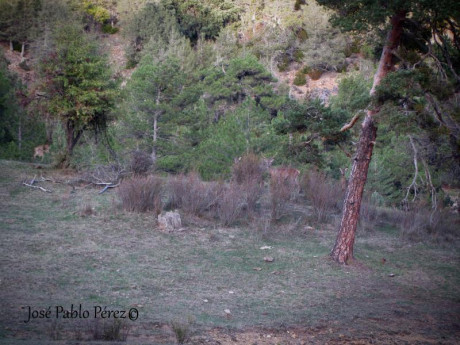  Amigos, viendo que hay interés general en la práctica de la caza con armas de avancarga, abrimos este 72