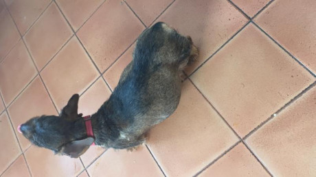 Vendo Hembras de TecKel Kaninchen. Una tiene tres años y la otras 15 meses (hija) . Excelente pedigrí 02