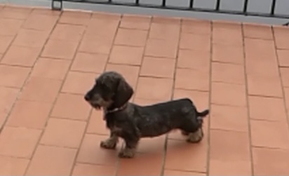 Vendo Hembras de TecKel Kaninchen. Una tiene tres años y la otras 15 meses (hija) . Excelente pedigrí 01