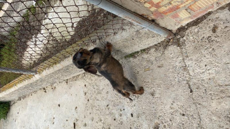 Vendo Hembras de TecKel Kaninchen. Una tiene tres años y la otras 15 meses (hija) . Excelente pedigrí 00