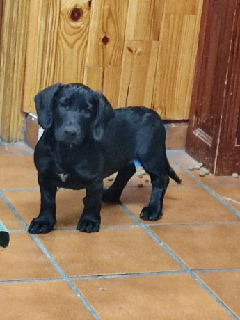 Buenos días,  muy a mi pesar , tengo que quitar esta cachorra, tiene 3,5 meses, vacunada y desparasitada.
Padres 01