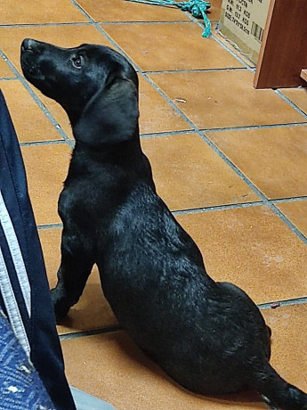 Buenos días,  muy a mi pesar , tengo que quitar esta cachorra, tiene 3,5 meses, vacunada y desparasitada.
Padres 00